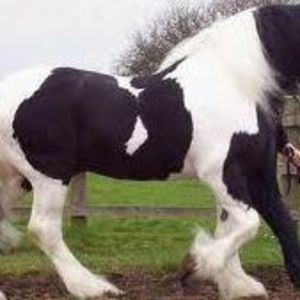 Meet your Posher, Mateo